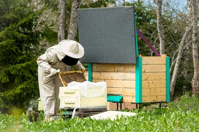 Live Bee Removal